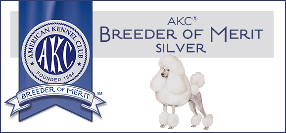 AKC Standard Poodle Breeder Bronze Award